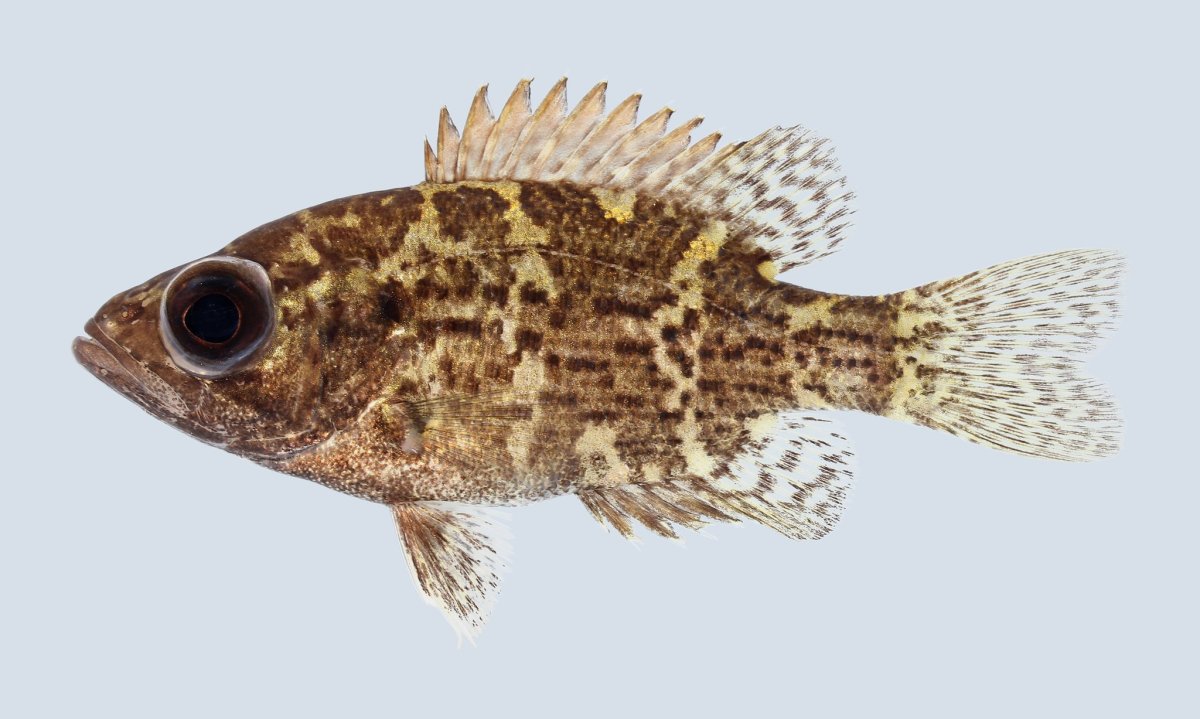 Морская рыба Групер