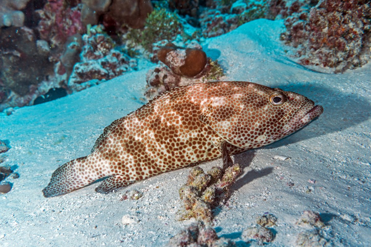 Индоокеанский малоглазый Групер