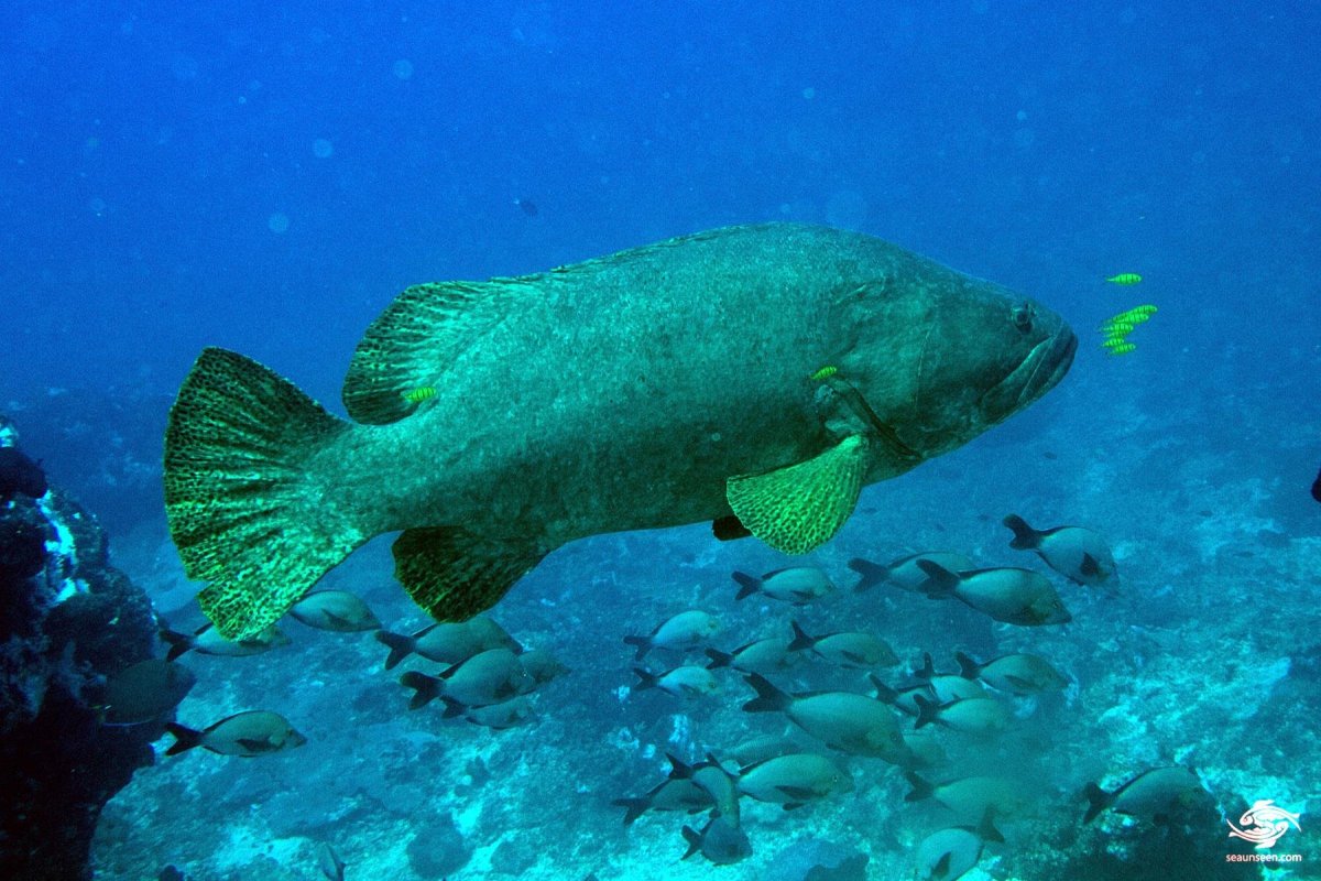 Атлантический гигантский Групер