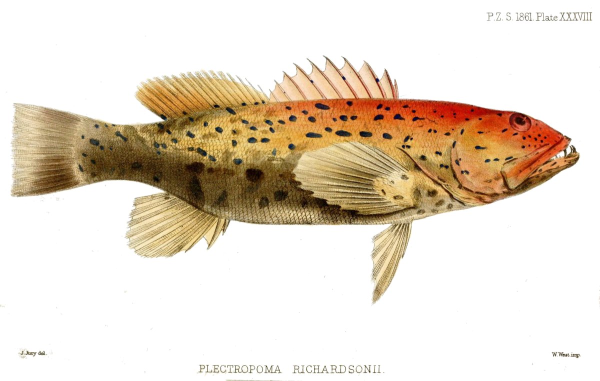 Групер Голиаф