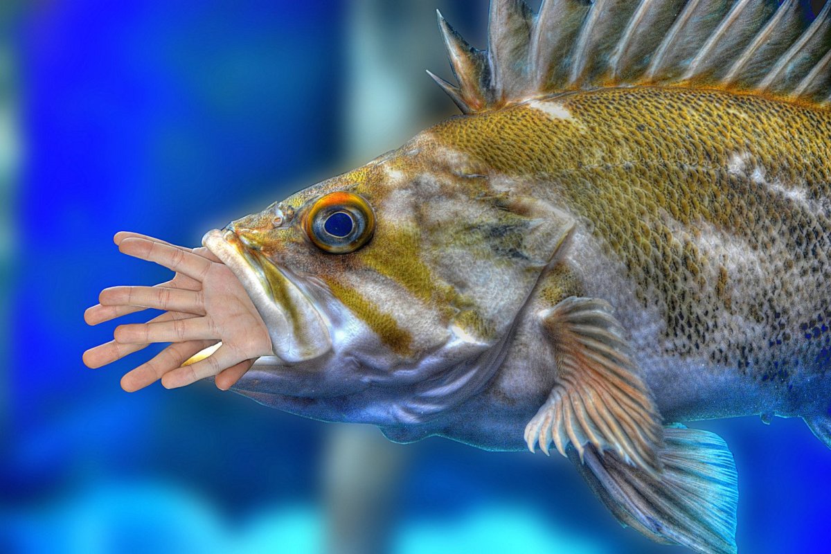 Батер Фишер рыба