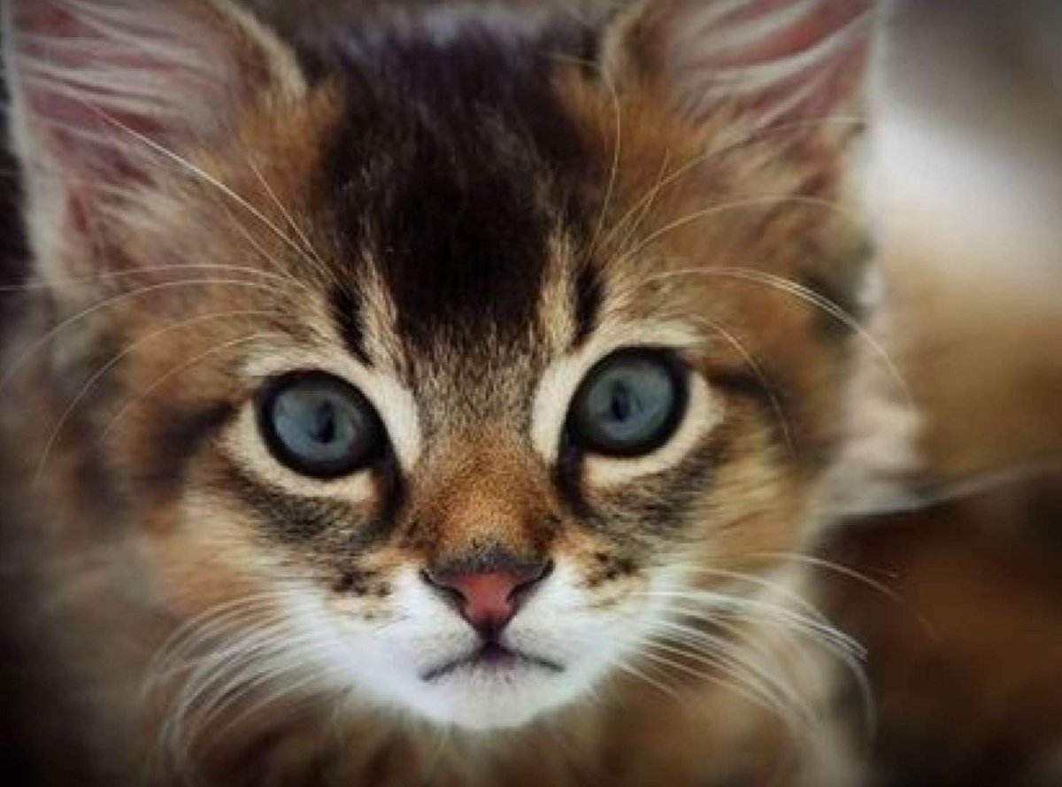 Очень красивая морда котенка