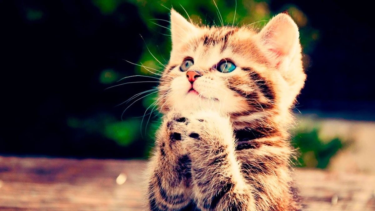 Красивые пушистые котики