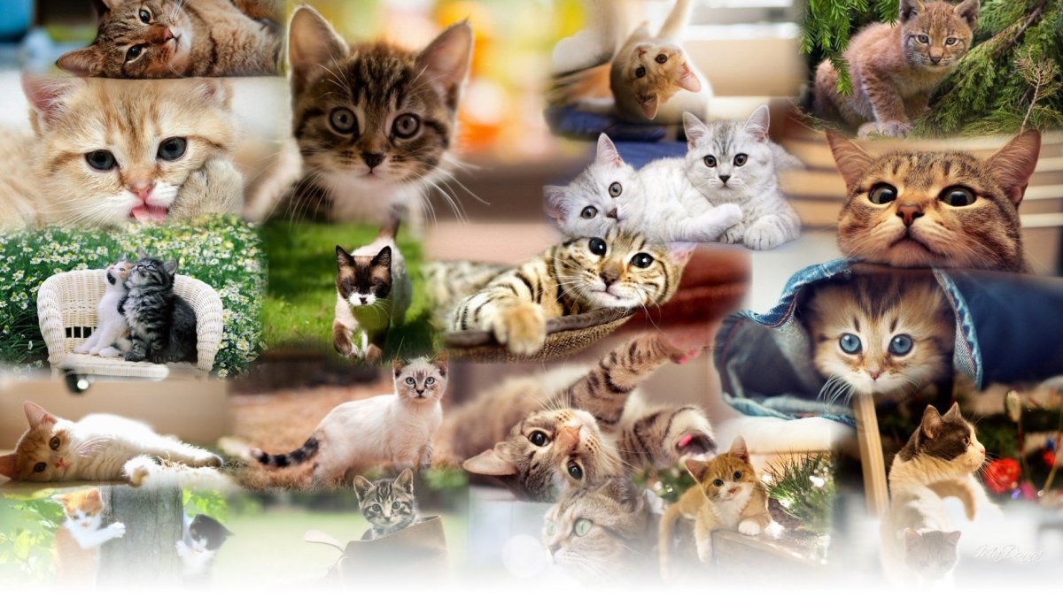 Кошки разных пород коллаж