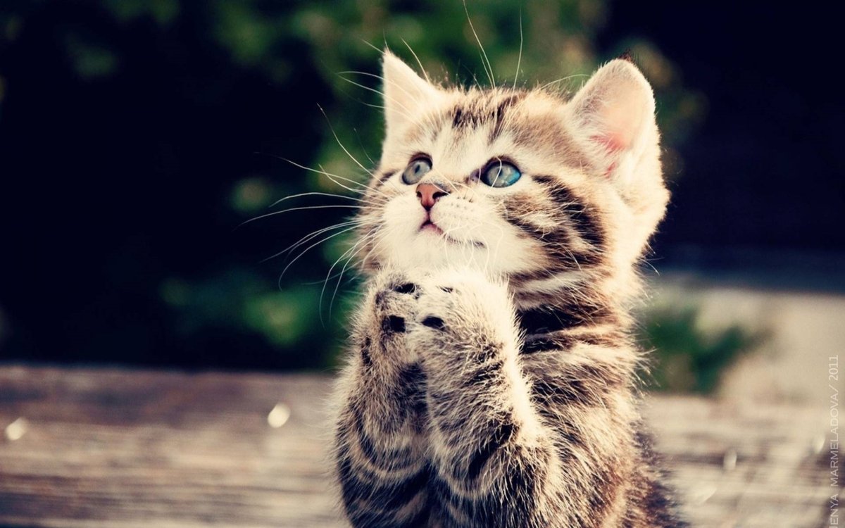 Красивые котята