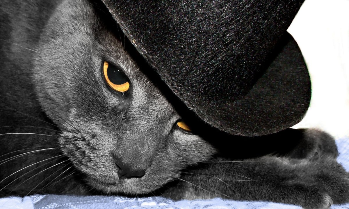 Черный кот в шляпе