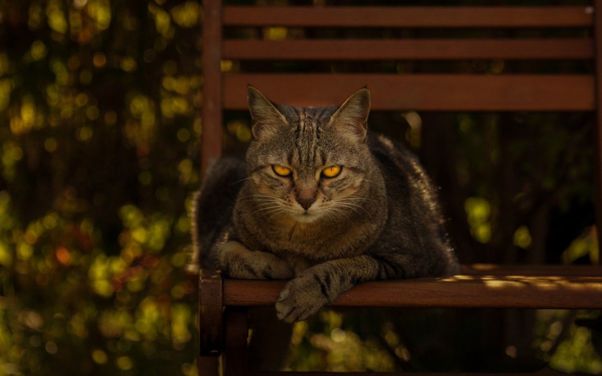 Кот на лавке