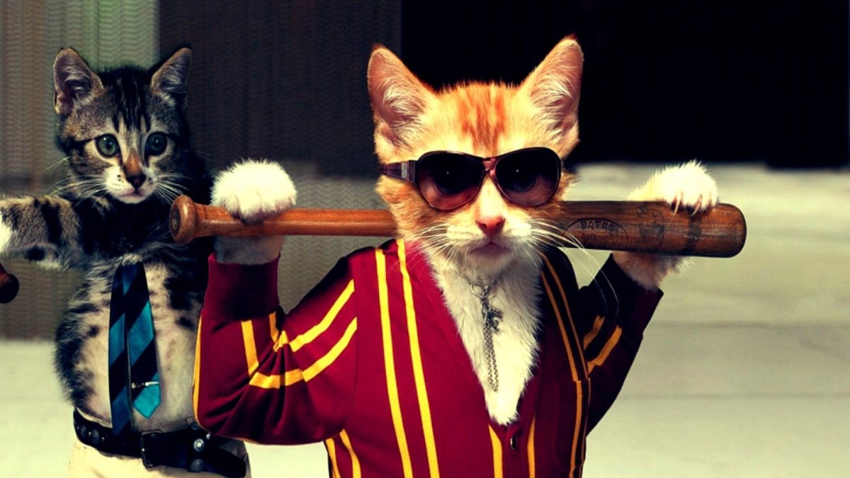 Кот в шапке ушанке