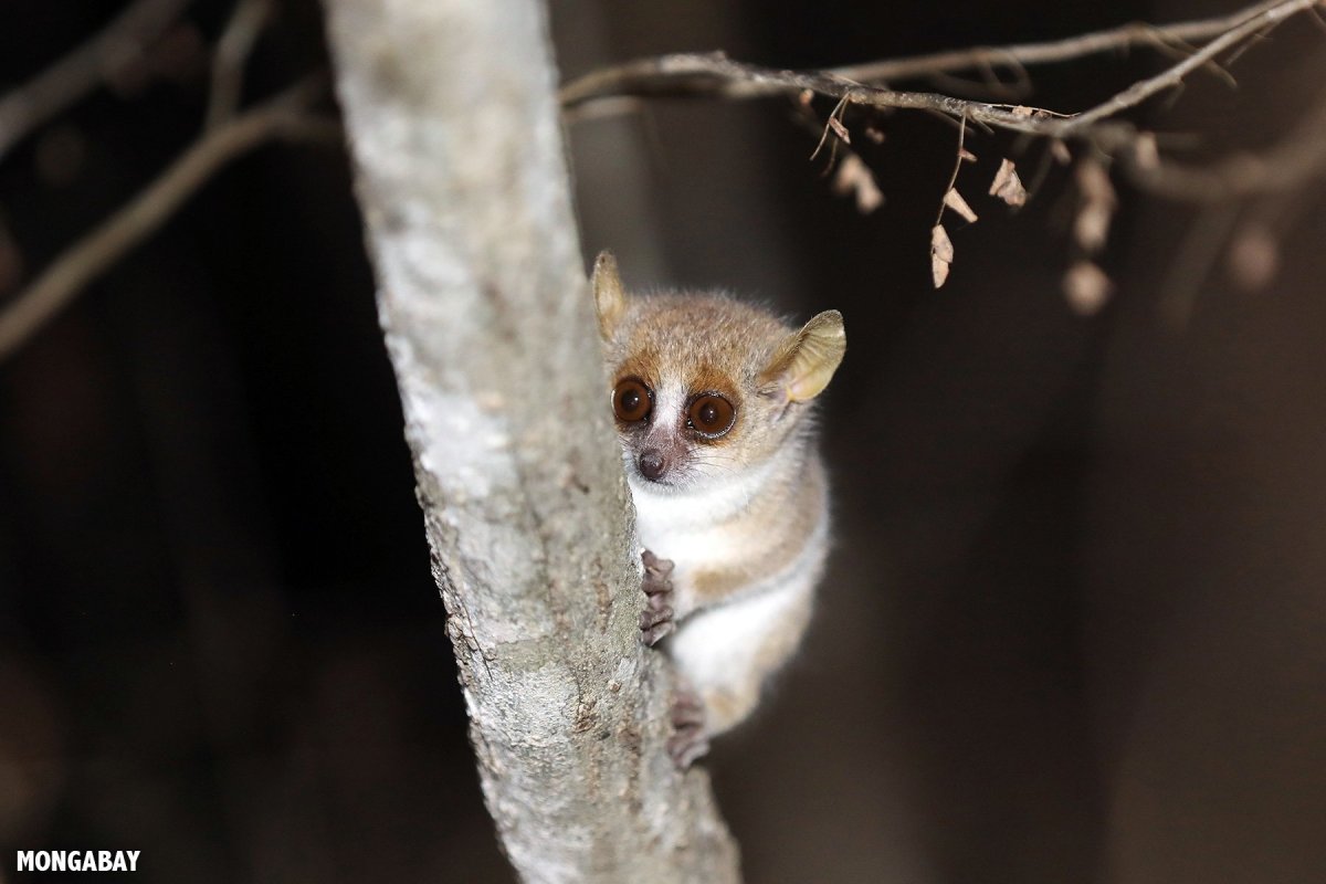 Мадагаскарский карликовый лемур