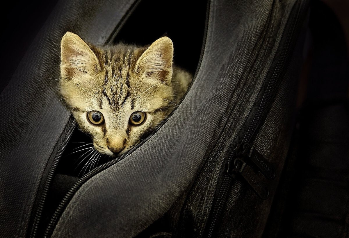 Девочка с котом зима