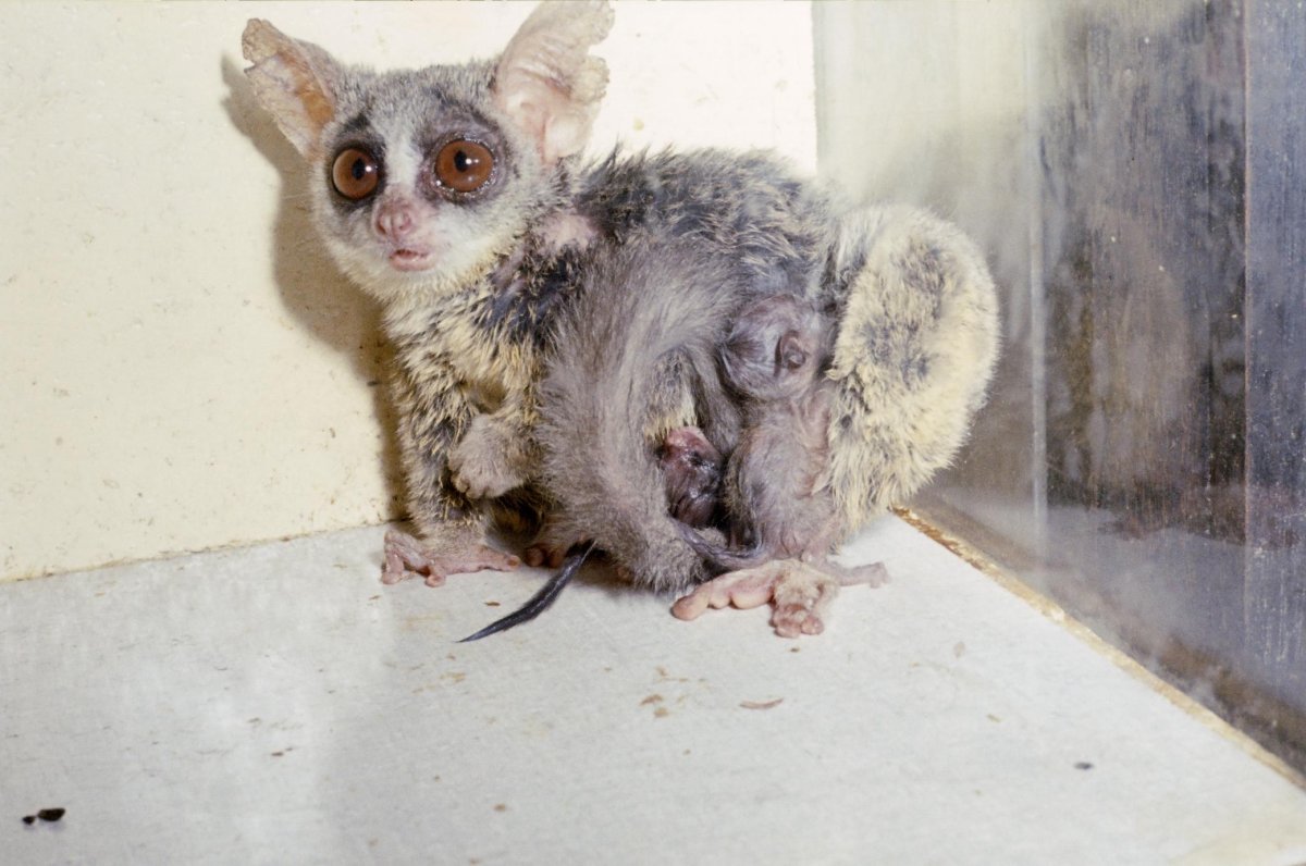 Мадагаскарский карликовый лемур