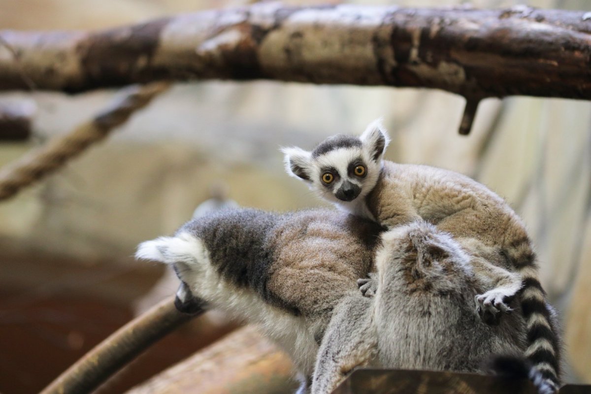 Мышиный лемур Лори