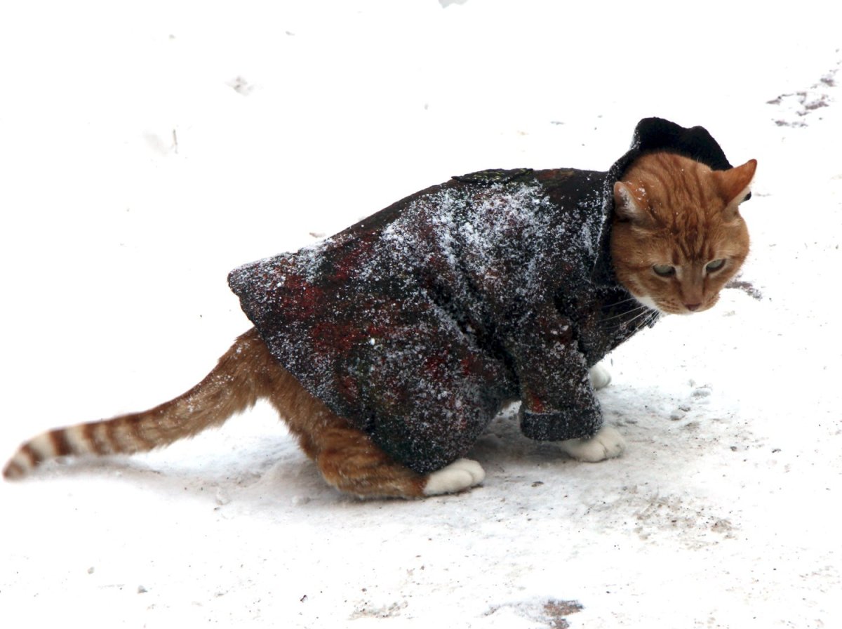 Кот в шапке и шарфе