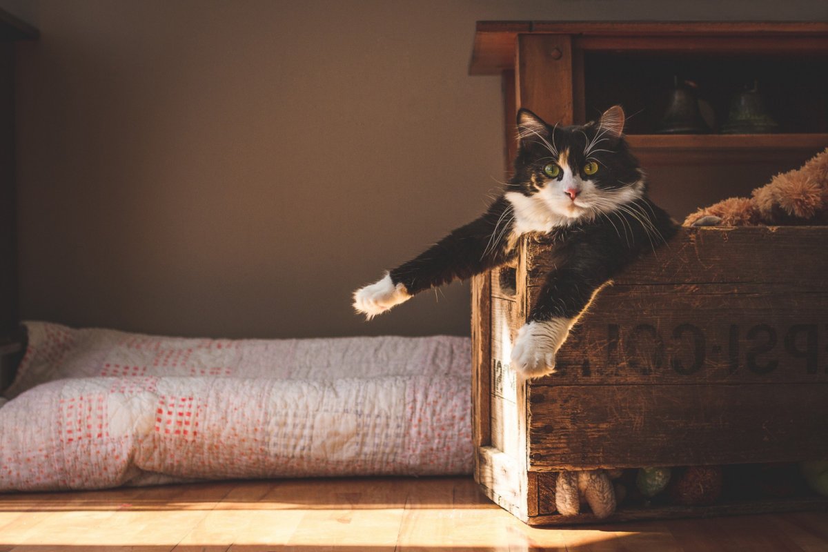 Белый кот в капюшоне