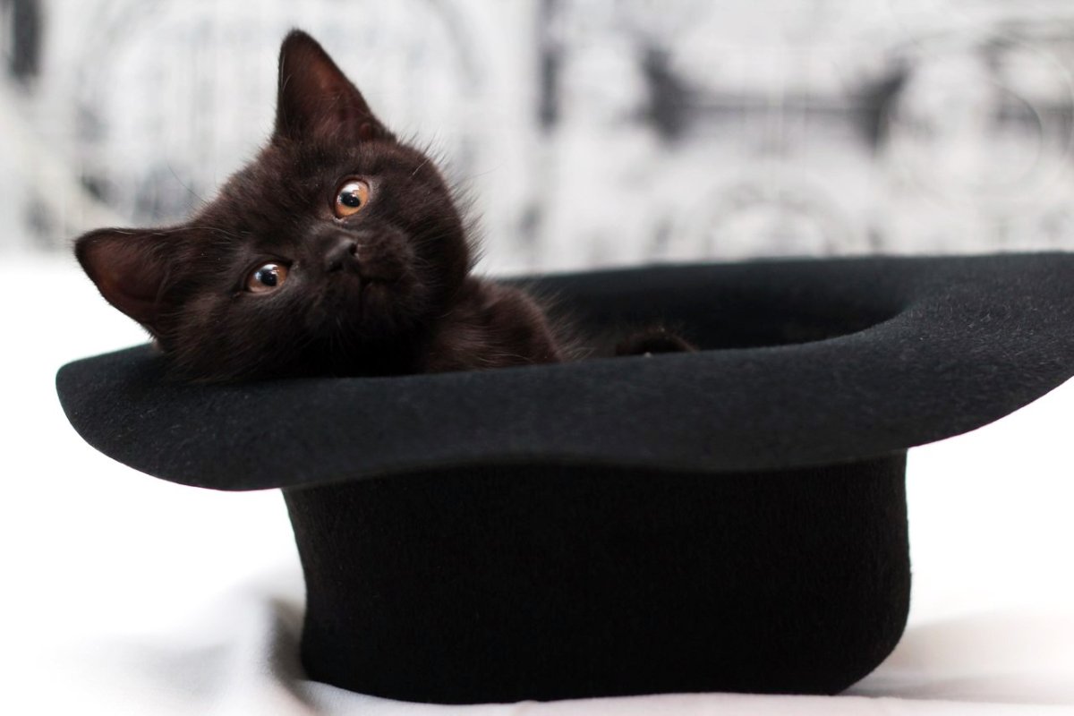 Кошка под пледом