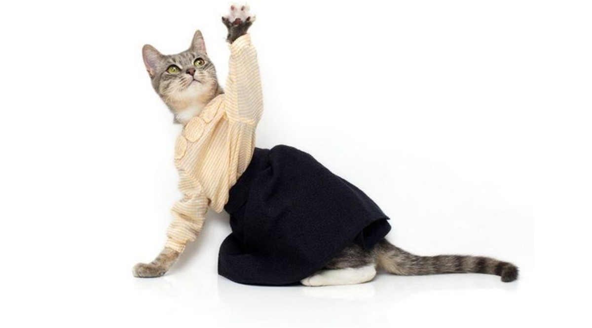 Кот в шарфе арт