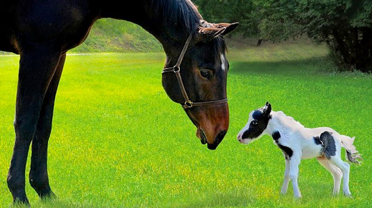 Собака конь