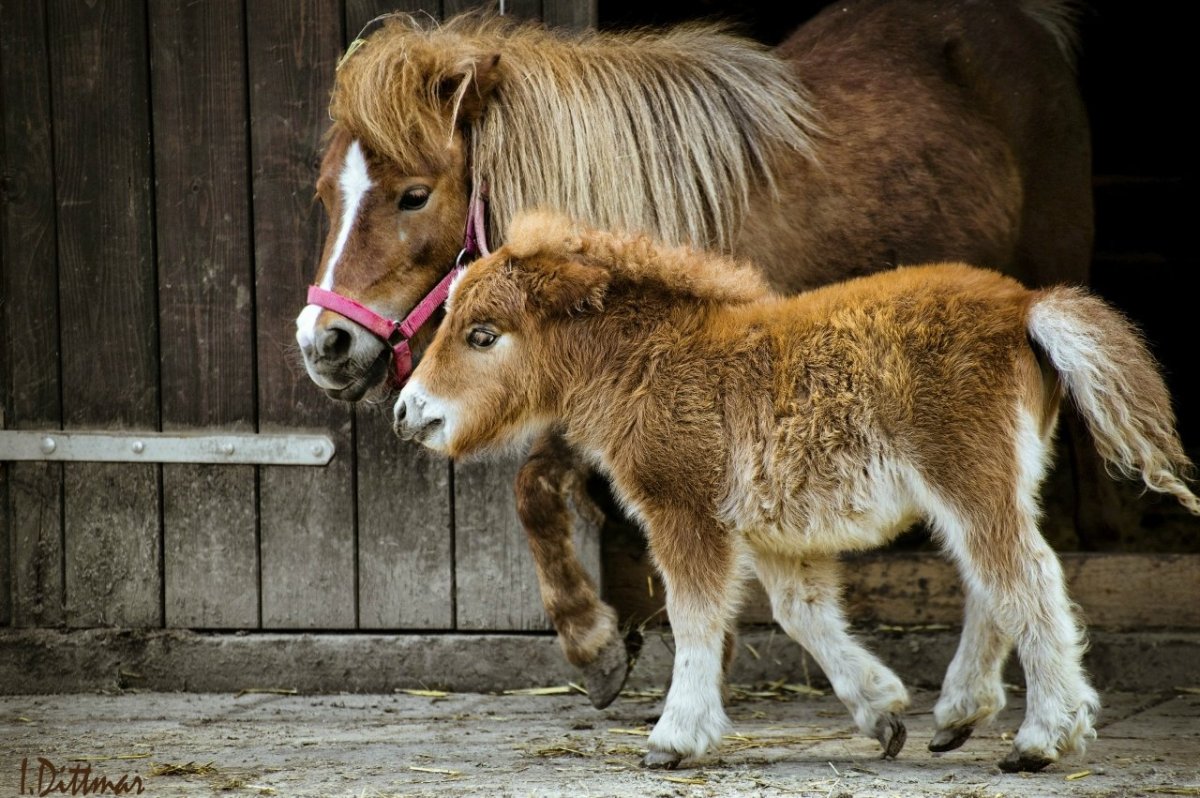 Шетлендский пони с жеребенком