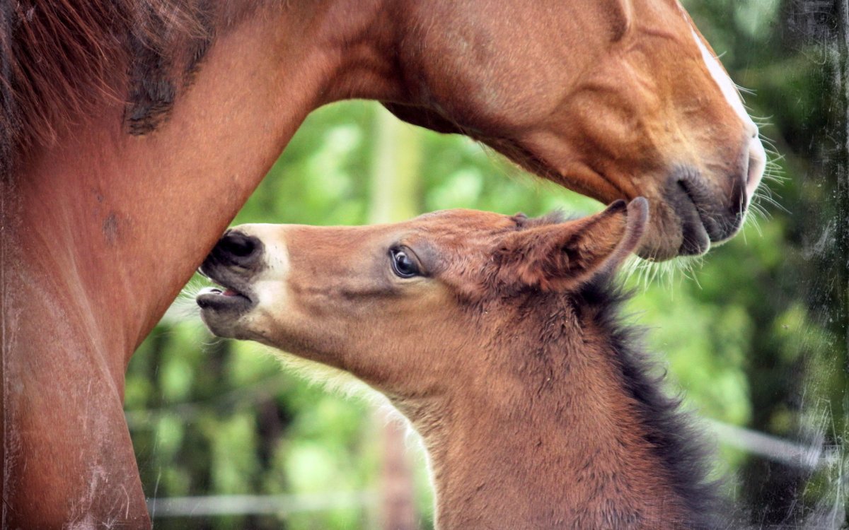 Обои на рабочий стол лошади красивые