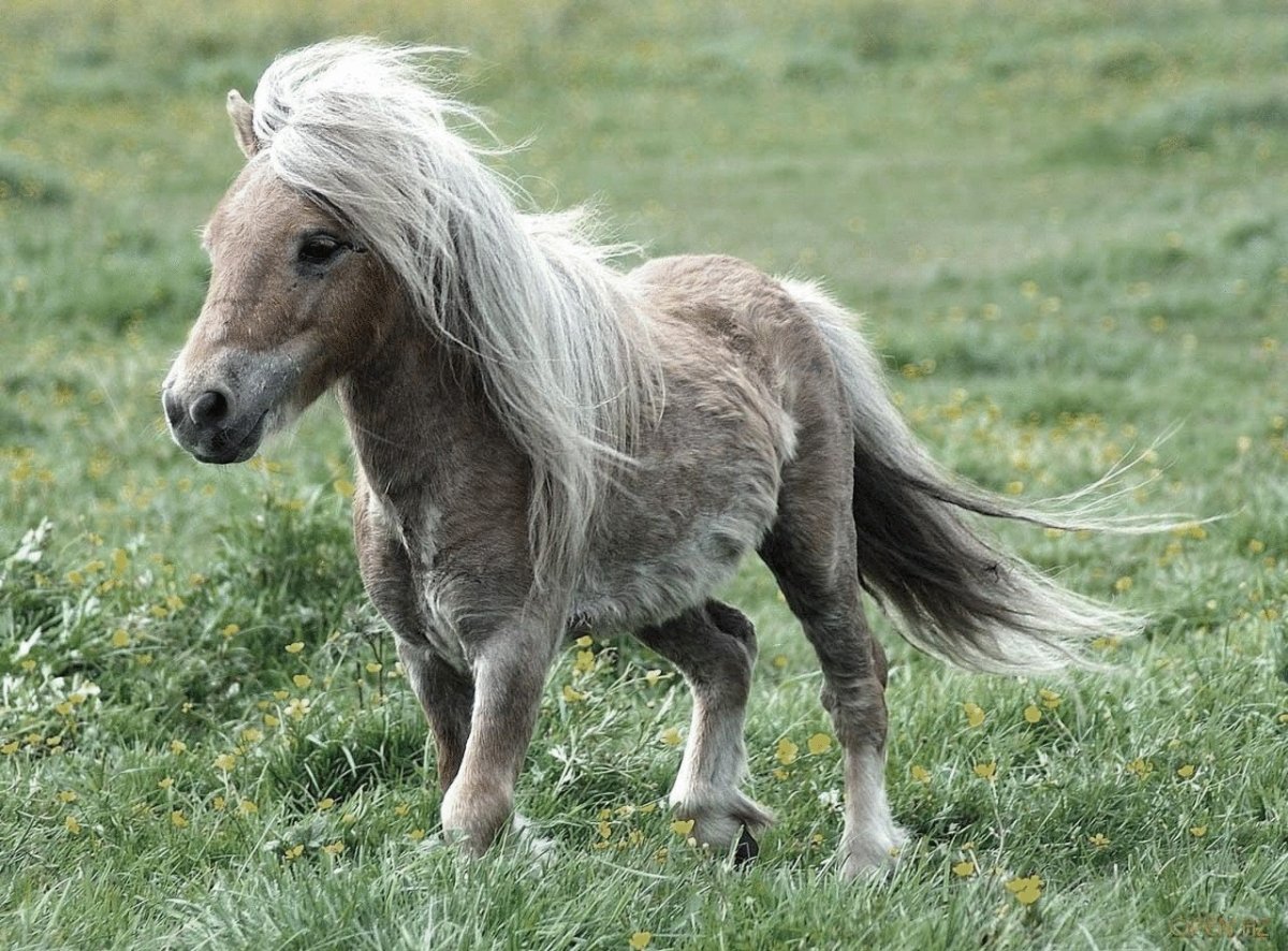 Лошади породы Фалабелла