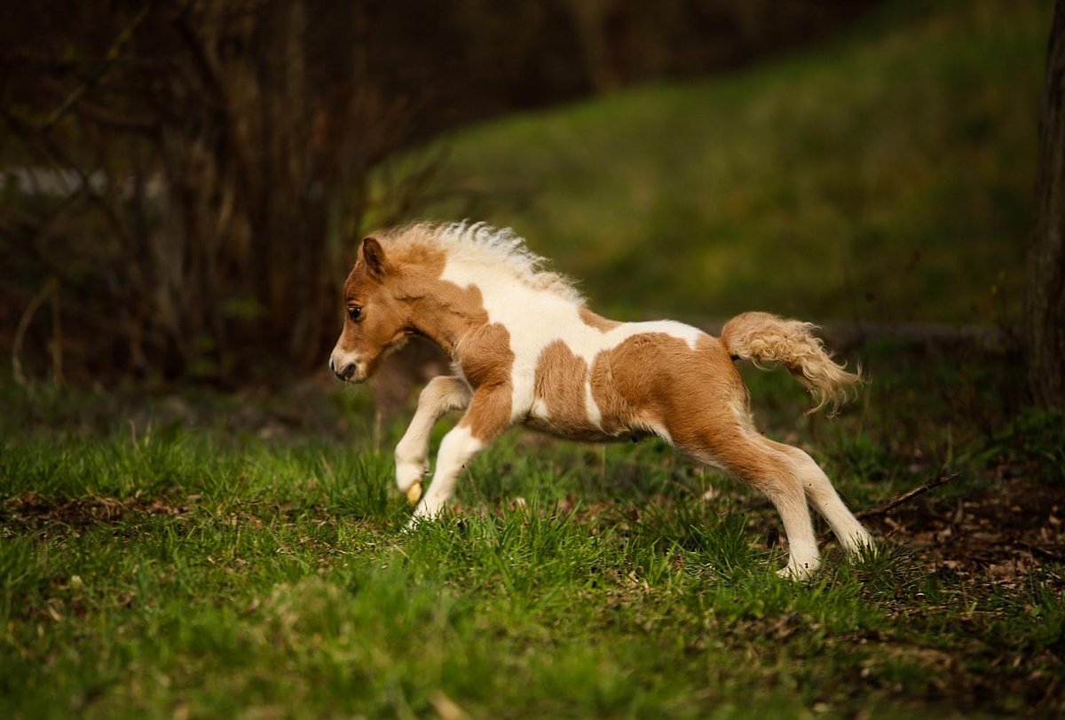 Мини пони мини Хорс