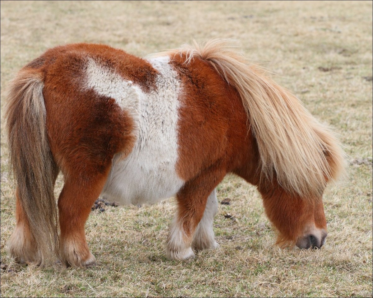 Лошадь весной