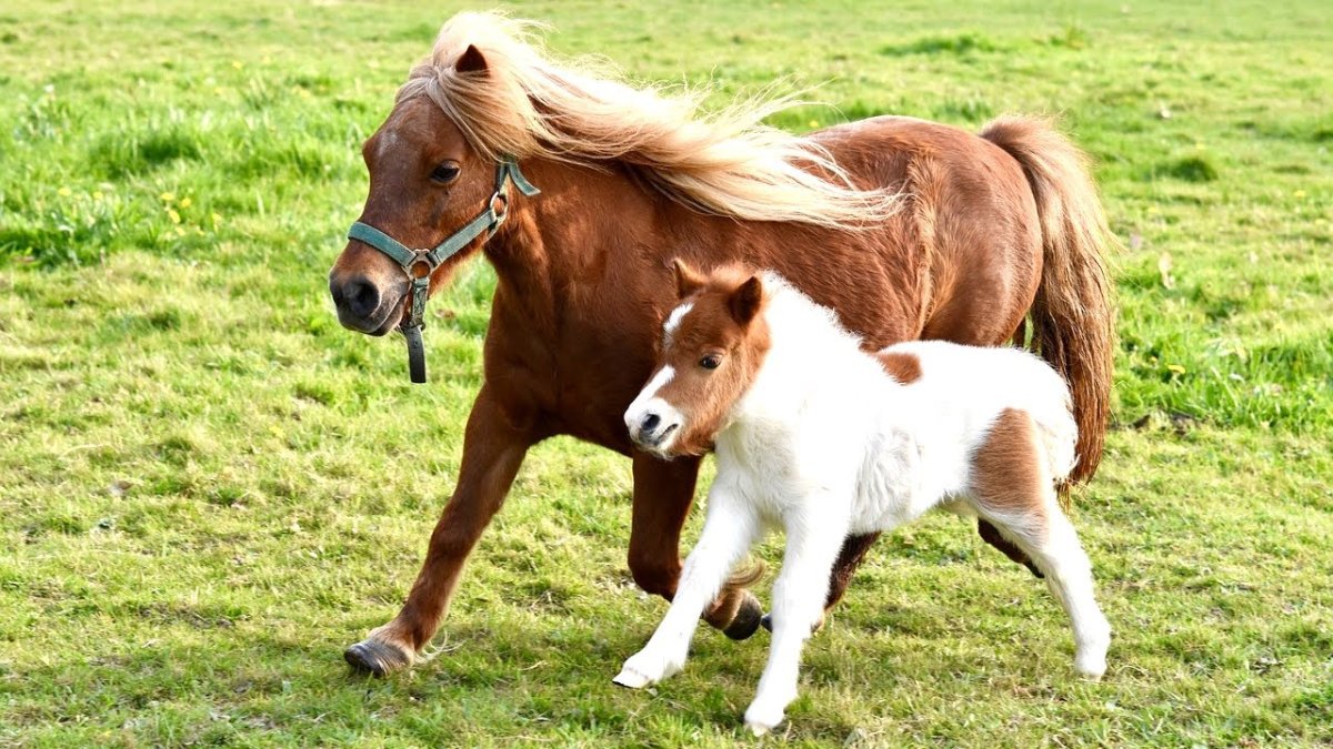 Жеребенок Фалабелла