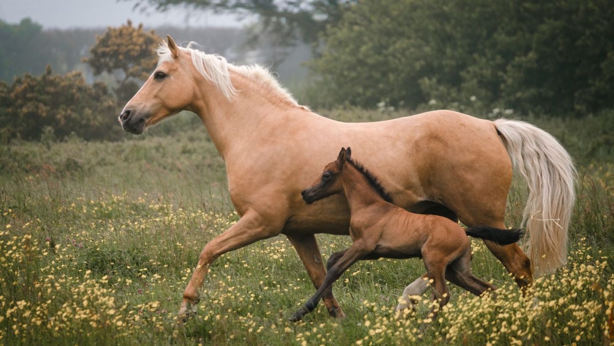 Домашние животные лошадь с жеребенком