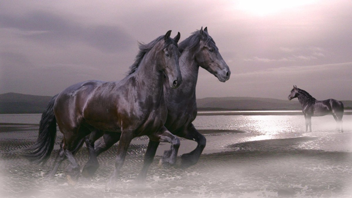 Пони Фалабелла