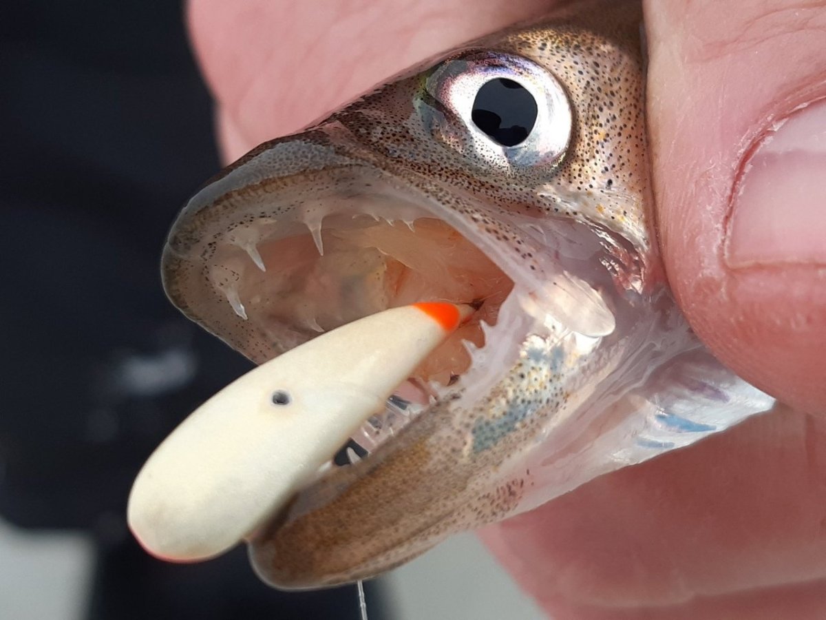 Маленькая рыба Зубастик