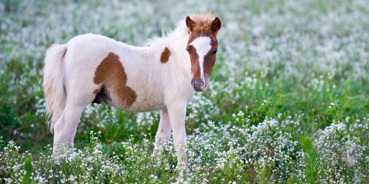 Жеребенок в цветах
