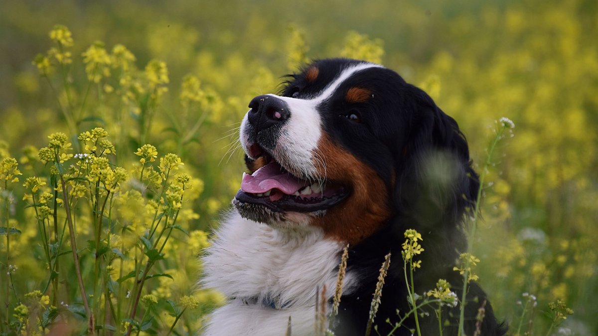 Бернский зенненхунд обои