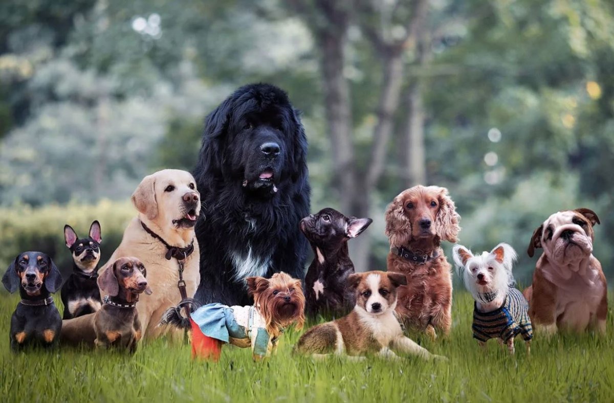 Разные породы собак