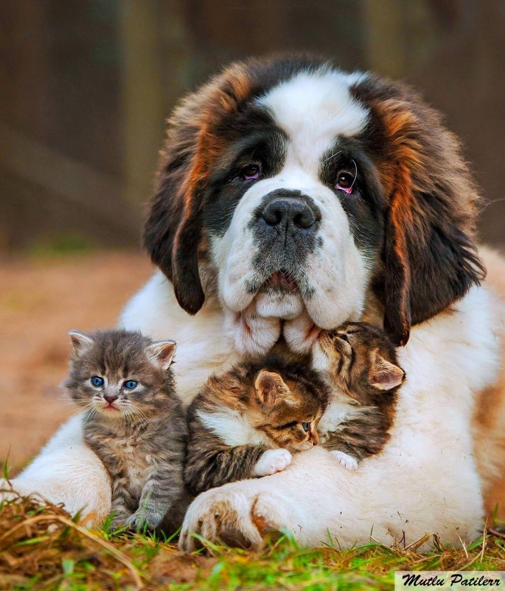 Длинношерстный Сенбернар