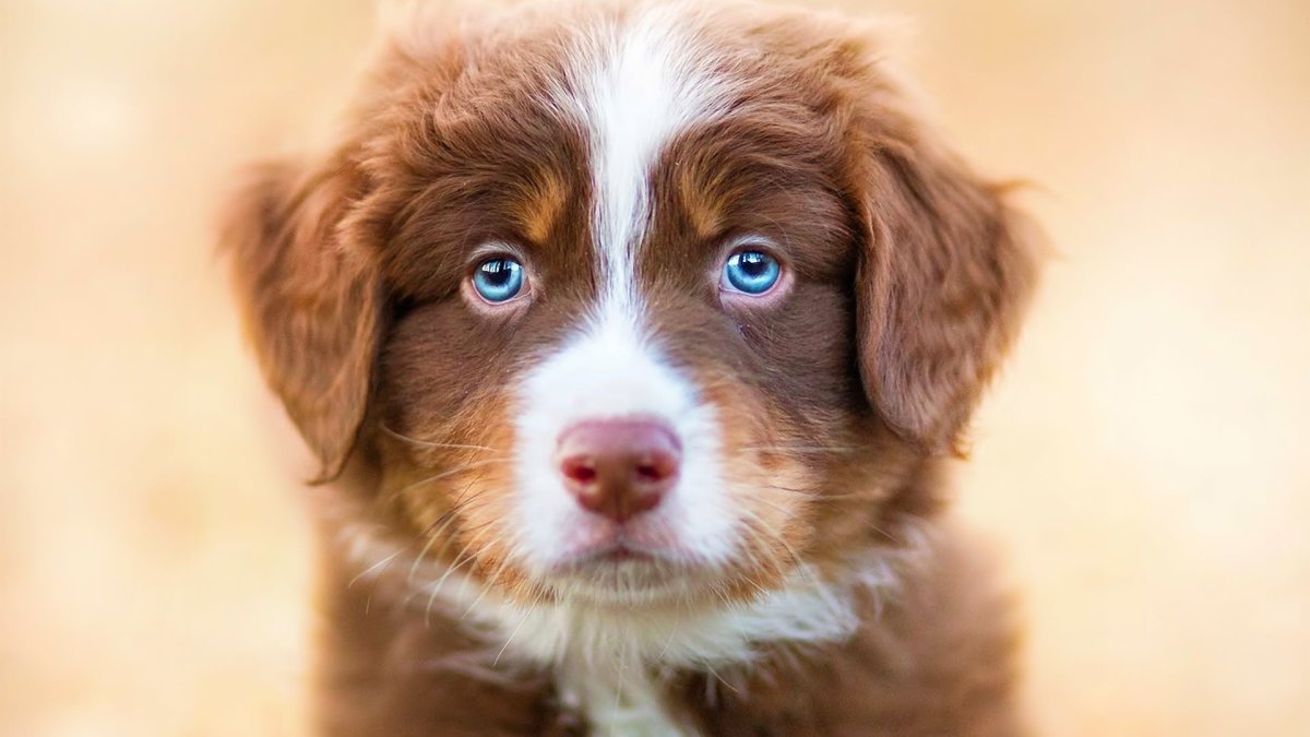 Австралийская овчарка & золотитый ретривер