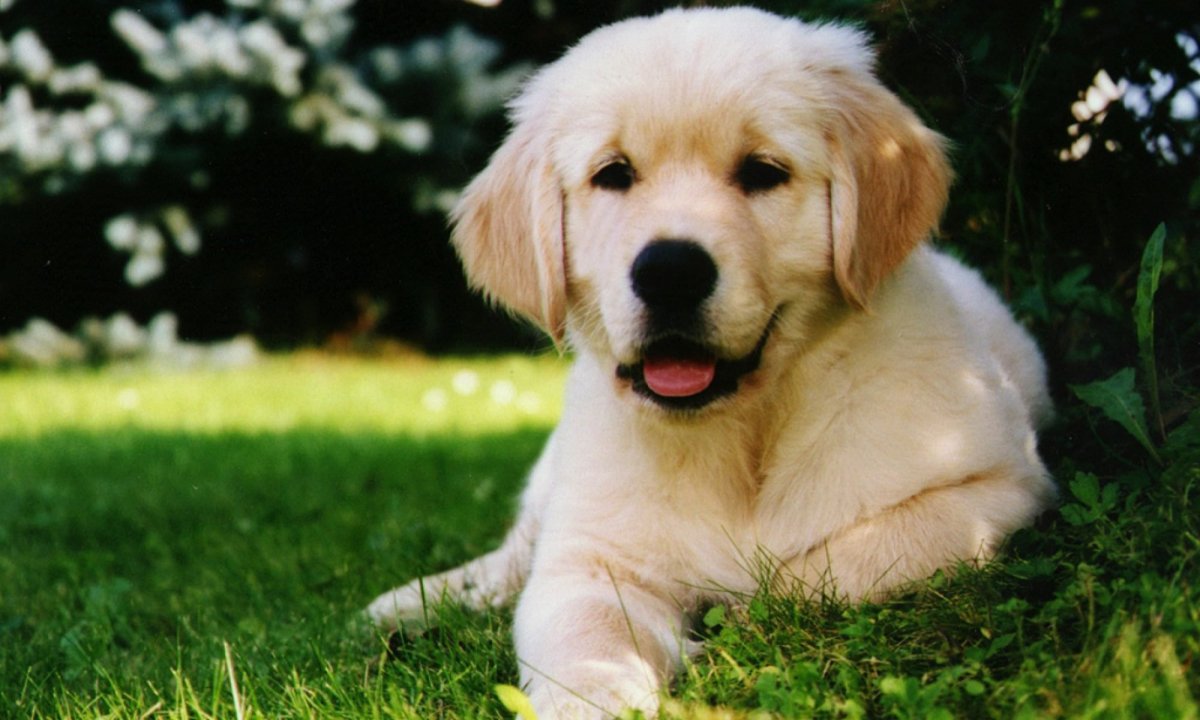 Золотистый ретривер карликовый