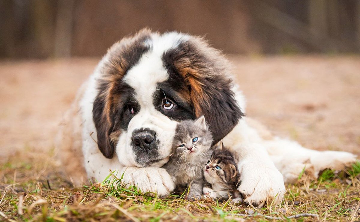 Длинношерстный Сенбернар