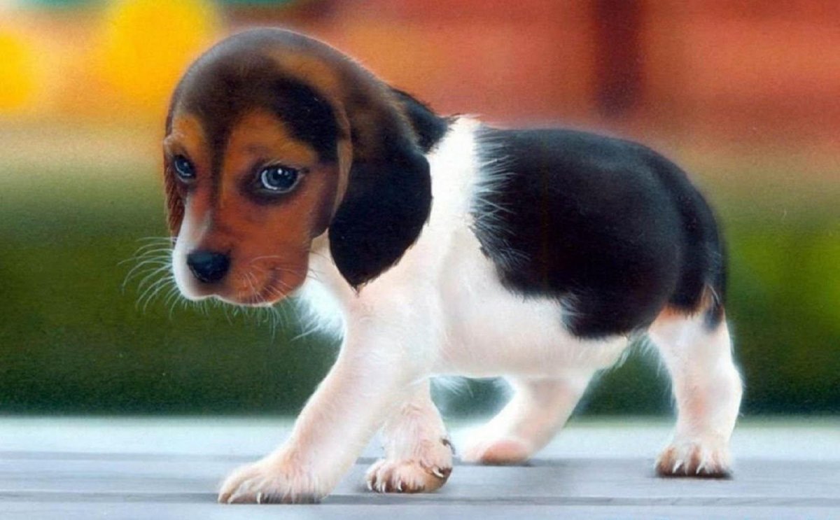 Небольшие породы собак для детей