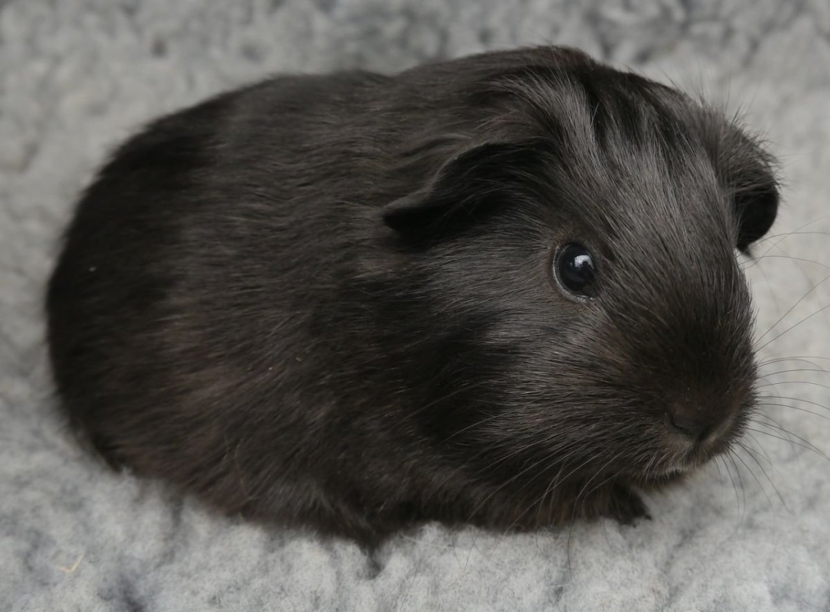 Морская Свинка Кавия черно белая