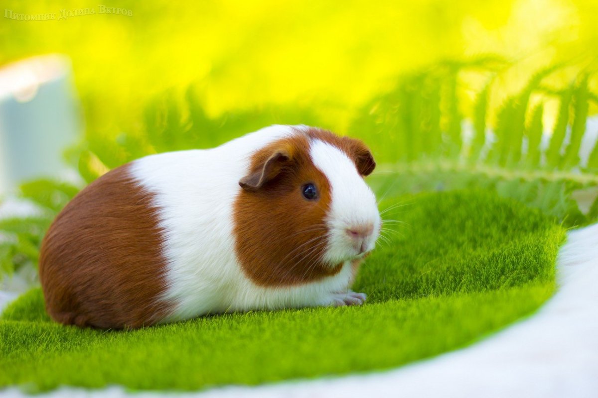 Морская Свинка гладкошерстная
