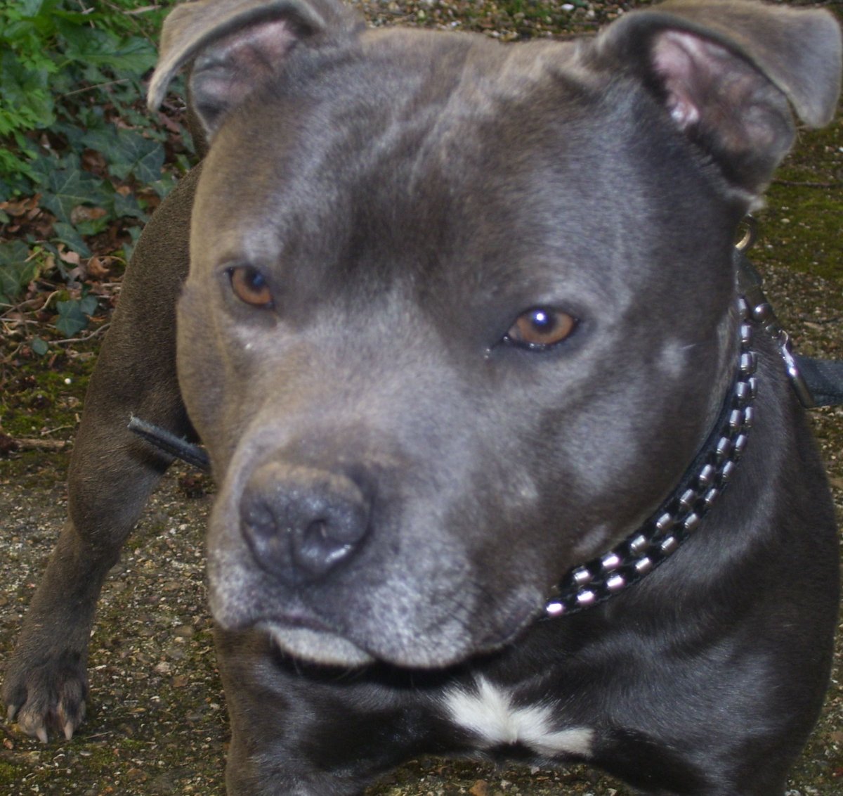 Металлическая собака питбуль