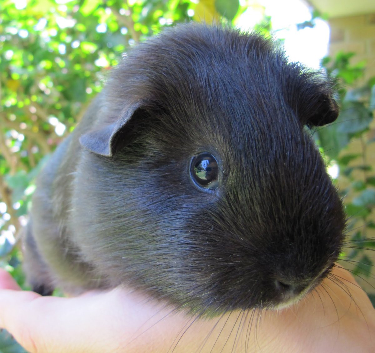 Морская Свинка розеточная