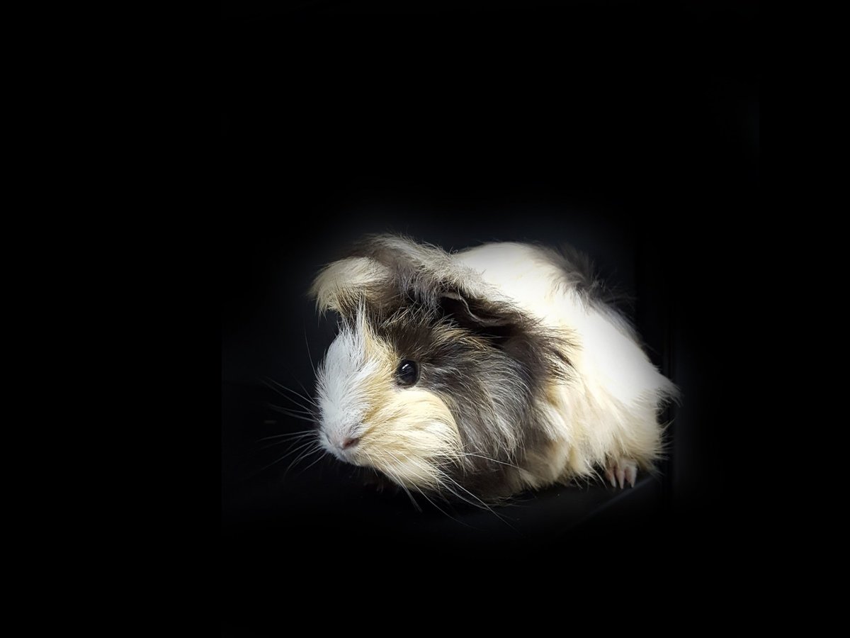 Морская Свинка 1920 1080