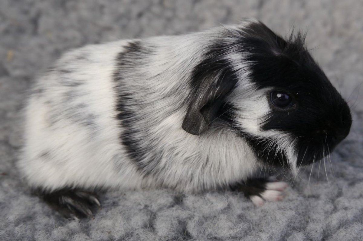 Морская Свинка на рабочий стол