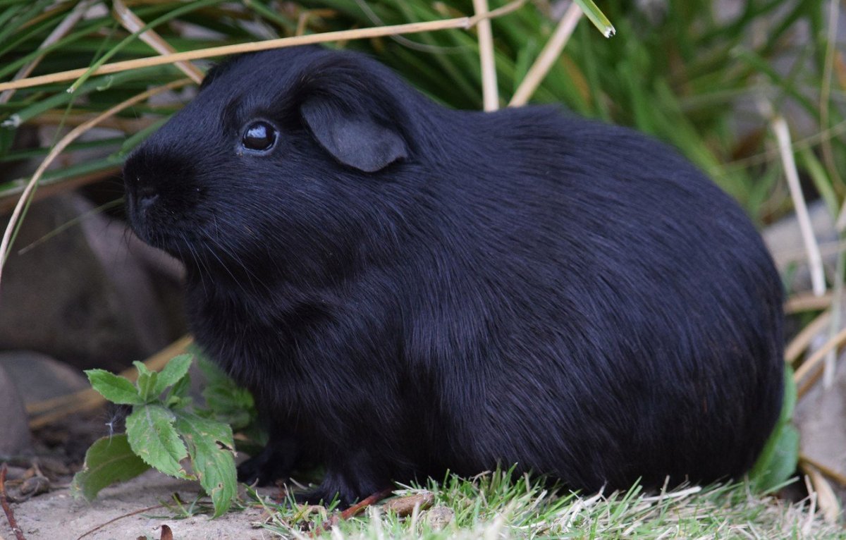 Морская Свинка чёрная с белым
