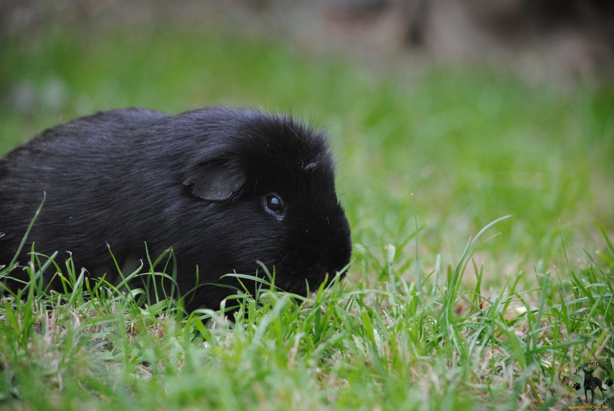 Морская Свинка розеточная белая