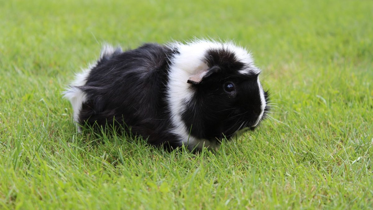 Морская Свинка с большими глазами