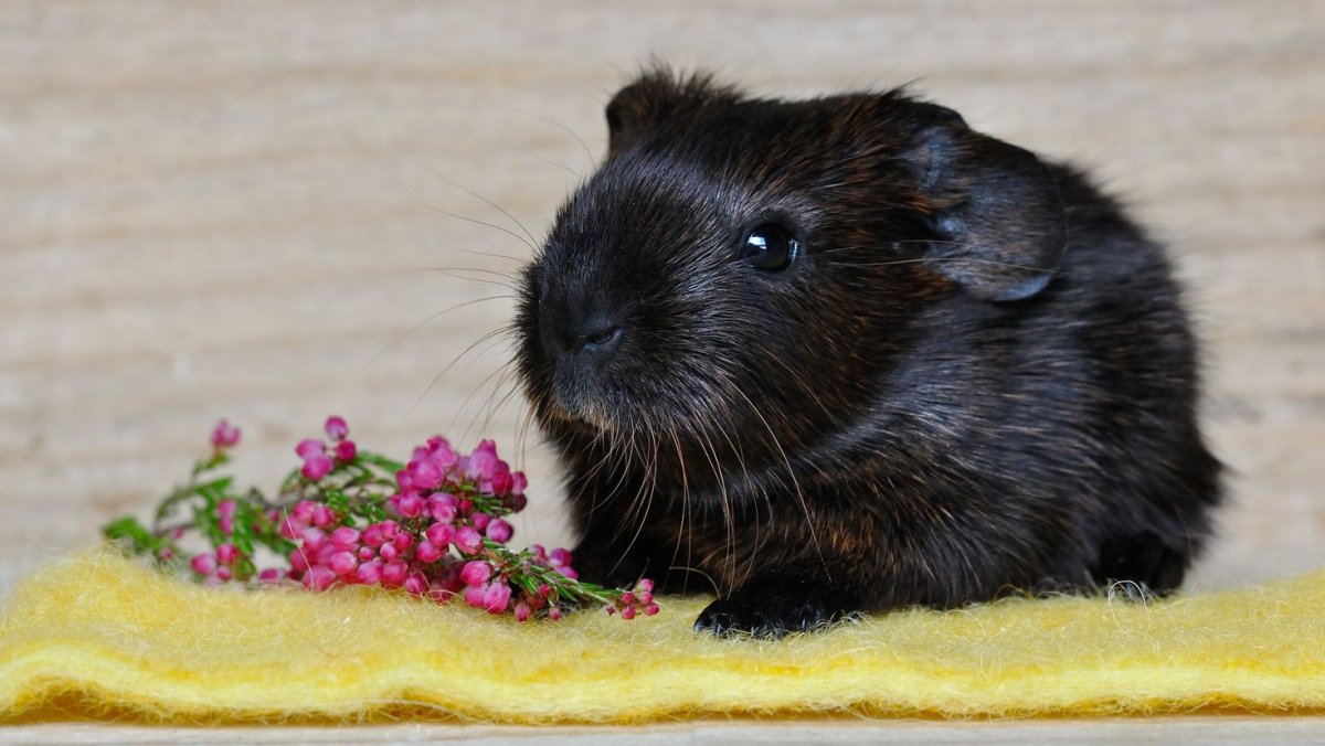 Маленькая черная морская Свинка