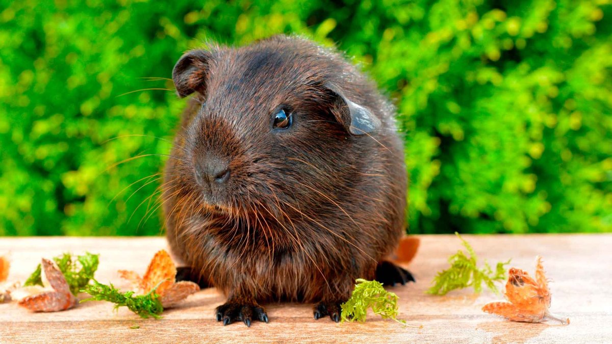 Морская Свинка маленькая