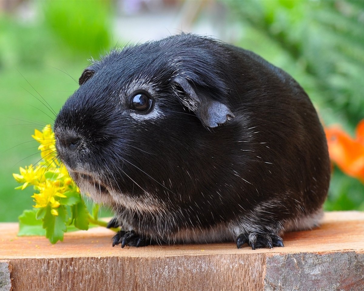 Морские свинки